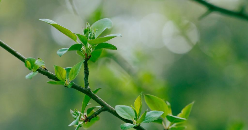tree branch with new buds symbolizing value mindset flexibility and personal growth
