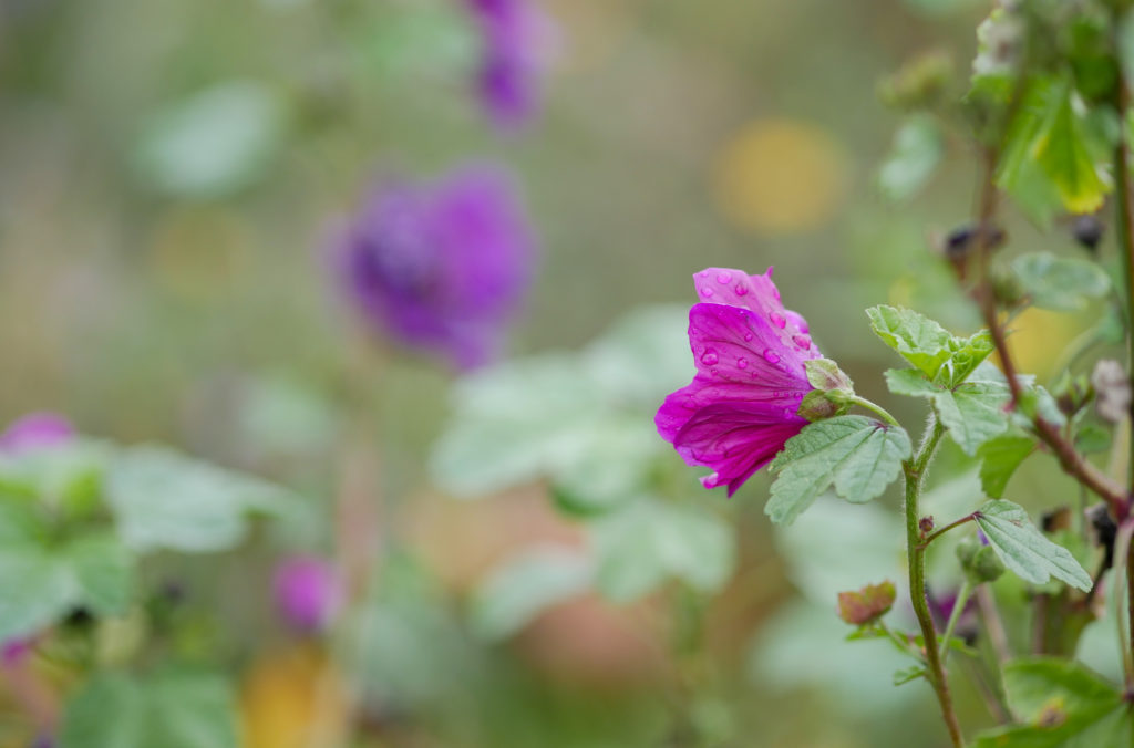 Wildflowers gently moving in the wind, symbolizing quiet change and resilience