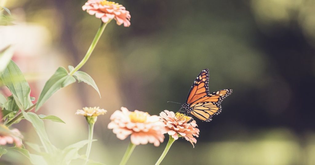 風に揺れる野の花にそっと止まる蝶　性格スキル 心の力 伸ばす方法